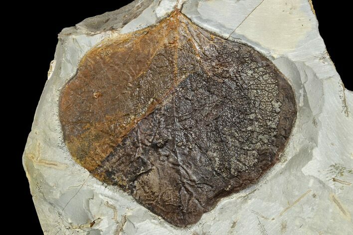 Fossil Leaf (Zizyphoides) - Montana #113169